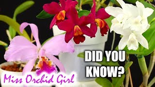 Did you know this about Cattleya Orchids [upl. by Pasia]