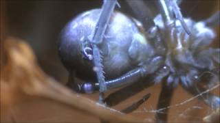 Southern House Spider Cribellum in Action [upl. by Okwu]