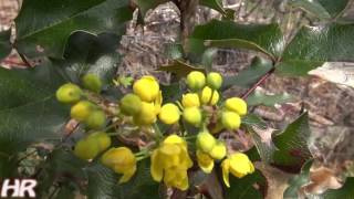 ⟹ MAHONIA  Mahonia aquifolium  Its flowering [upl. by Ellenuahs90]