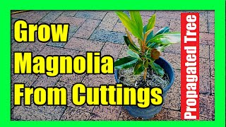 How To Grow Magnolia Tree from Cuttings  Magnolia Plant Propagation [upl. by Eniluqcaj]