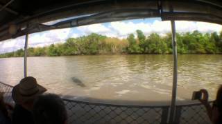 Saltwater Crocodile attempts attack on Tour Guide [upl. by Naamann68]