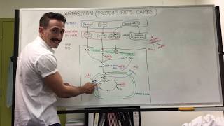 Carbohydrate Protein and Fat Metabolism  Metabolism [upl. by Fugate]