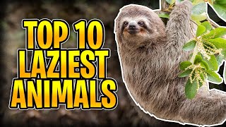 Top 10 Laziest Animals [upl. by Elizabet]