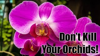 How to Water Orchids Correctly [upl. by Nichani]