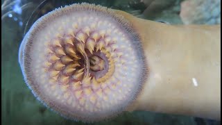 Facts The Sea Lamprey [upl. by Ralph]