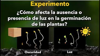 EXPERIMENTO Germinación de plantas con luz y sin luz [upl. by Adnoek649]