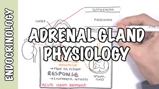 Endocrinology  Adrenal Gland Hormones [upl. by Weaks]