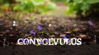 Kiwicare Weed Weapon  ivy convolvulus gorse dead [upl. by Anyad]