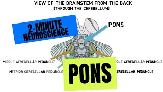 2Minute Neuroscience Pons [upl. by Anytsyrk]