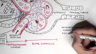 Nephrology  Kidney Physiology Overview [upl. by Inger]