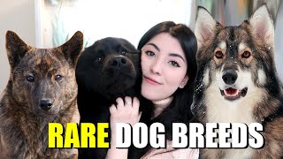 10 RARE Dog Breeds Youve probably Never Heard Of [upl. by Koller14]