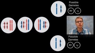 Chromosomal Inheritance [upl. by Concordia]