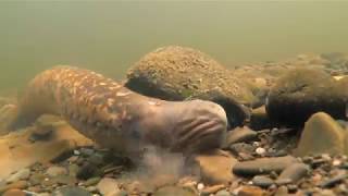 Sea lampreys Petromyzon marinus [upl. by Ilime]