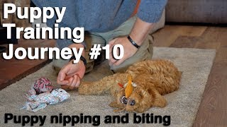 How to Stop a Puppy Biting and Nipping 10 [upl. by Hatcher]