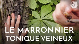 Ecorce et bourgeons de marronniers circulation sanguine [upl. by Wetzell435]