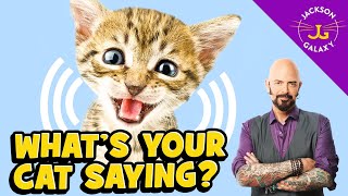 Cat Vocalizations and What They Mean [upl. by Savinirs889]