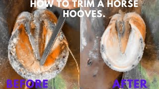 Trimming Overgrown Horse Hooves [upl. by Ahsikrats62]