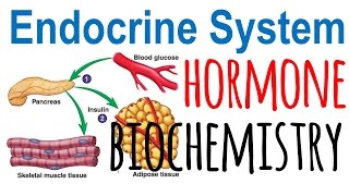 Hormone biochemistry [upl. by Ojadnama]