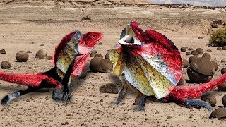 Frilled lizard struggle a real fight with another for female one [upl. by Iturk]