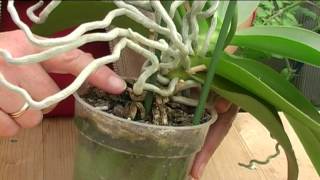 How to Grow Orchids [upl. by Si]