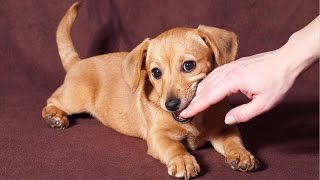 How To Stop a Puppy From Biting in 6 Easy Steps [upl. by Wyly]