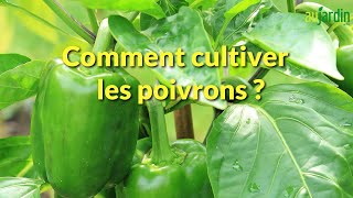 Comment REPIQUER et CULTIVER le POIVRON au POTAGER [upl. by Oninotna703]