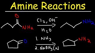 Amine Synthesis Reactions [upl. by Ardel]