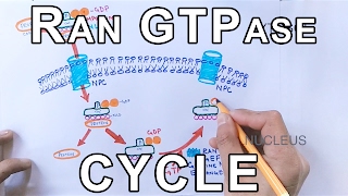 Mechanism of Nuclear Transport  RAN GTPase Cycle [upl. by Spillihp]