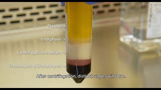 Isolate PBMCs with Lymphopure™ [upl. by Oramug]