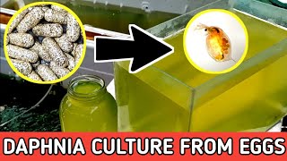 HOW TO HATCH DAPHNIA EGGS  HOW TO CULTURE DAPHNIA [upl. by Ayaj]