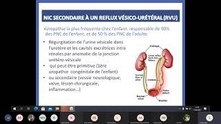 EI  Nephro  Néphropathie interstitielle chronique [upl. by Staal]