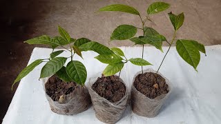 How to propagate mahogany or swietenia macrophylla tree from seed [upl. by Dleifrag]