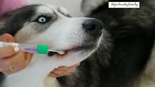 Embark Vet DNA Dog Testing Tutorial [upl. by Rudwik]