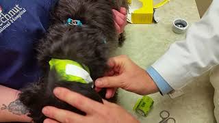 Freestyle Libre Continuous Glucose Monitor in Dogs [upl. by Acirderf]