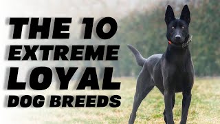 The 10 Extreme Loyal Dog Breeds [upl. by Lemej]