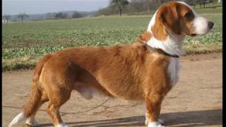 Westphalian Dachsbracke  small dog breed [upl. by Monteith376]