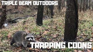 TRAPPING COONS Tips amp Tricks [upl. by Trebloc]