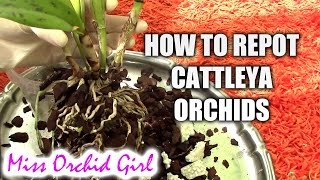 How to repot a Cattleya orchid [upl. by Adnahsed435]