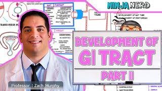 Gastrointestinal  Development amp Embryology of the GI Tract Part 2 [upl. by Eillehs]