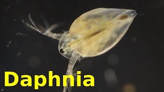 Daphnia [upl. by Gipps333]