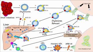 HDL vs LDL  What are the Differences [upl. by Bowyer]