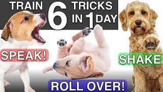 How to Train your Puppy 6 Tricks in 1 Day [upl. by Constanta]