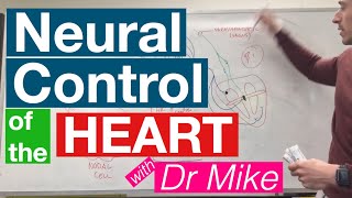 Neural Control of the Heart  Cardiology [upl. by Eikcuhc]