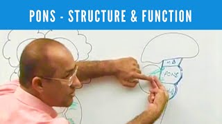 Pons  Structure and Function  Neuroanatomy [upl. by Ostler]