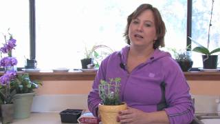 Gardening Tips  How to Start a Window Sill Herb Garden [upl. by Acinorrev398]