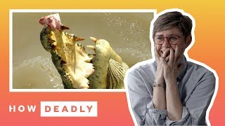 How deadly are saltwater crocodiles in Australia  REACTION [upl. by Stephani]