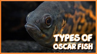 Types of Oscar Fish [upl. by Calvo]