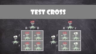 Test Crosses  Genetics [upl. by Alil]