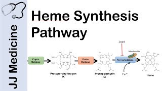 Heme Synthesis Pathway [upl. by Yroger]