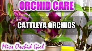 Orchid Care  How to care for Cattleya Orchids  watering fertilizing reblooming [upl. by Nylime]